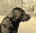Test99-061