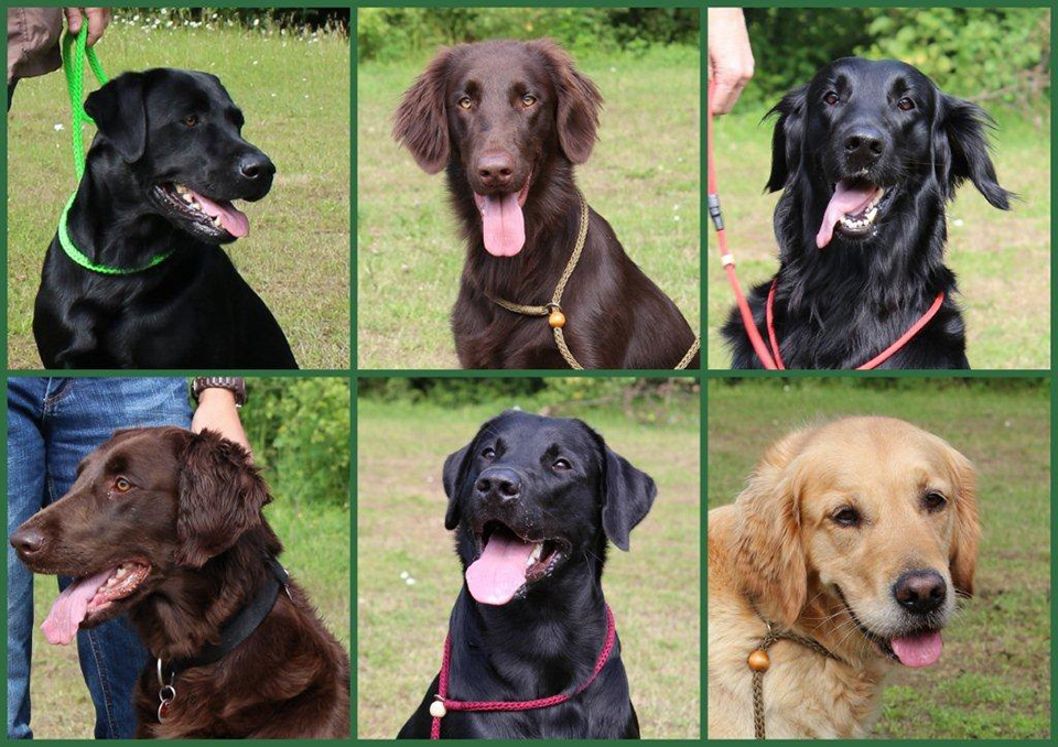01_Die Hunde