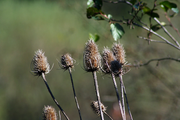 Lake-and-Land-2012-372